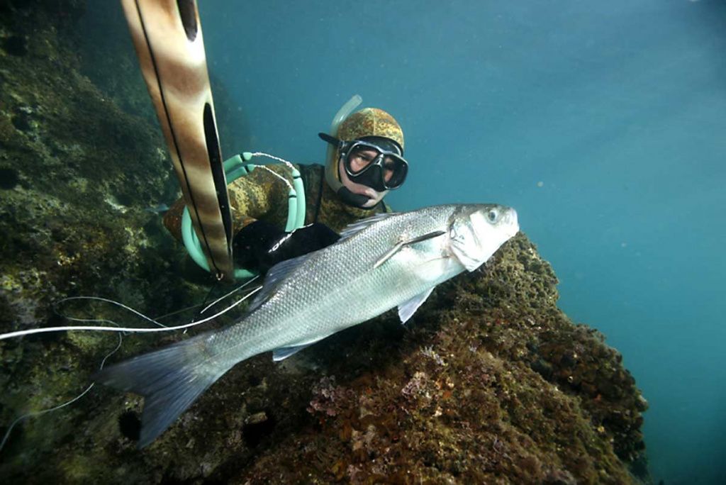 spearfishingtoursplit-seabass.jpg